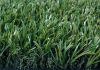 Sell artificial grass for landscaping