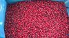 Sell IQF Lingonberry