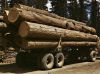 North American Pine and Spruce Logs