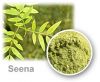 Senna leaf  use for Extracts