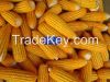 NEW CROPS 2015 - YELLOW CORN / MAIZE