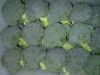 Sell fresh Broccoli in competitive price !!!