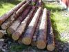Sell (pinus sylvestris) pine logs