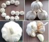 Sell fresh white garlic