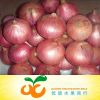 Sell fresh red onion