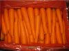 Sell Fresh red carrot 2011