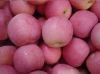 Sell Fresh Fuji Apple fruit of high quality and good price