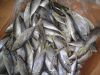 Sell FROZEN HORSE MACKEREL FISH, small eye scad