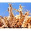 high quality ginseng extract