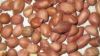 Supply Offer: Peanuts from Gambia