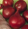 Sell Organic Fresh Red Onion