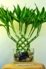 Sell Interior bamboo plants