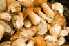 Dried white porcini mushroom and boletus edulis selling