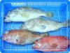 Sell ferzon and fresh fish