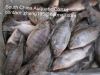 Sell  frozen tilapia WR 300-500g