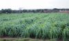 Sell Pearl Millet grass seed