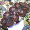 supplier of live tropical fish, coral, clams, marine inverts