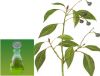 Sell camphor oil
