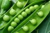 Sell Green Peas , Garlic, Ginger, Carrots