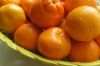 Sell Citrus Fruit