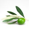 Sell Fresh Olive, Organic Olive Oil, Charcoal