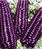 Sell purple corn