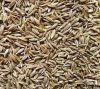 Sell cumin seeds, animal feed, cotton seeds