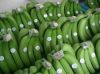 Fresh green bananas and citrus fruits at best prices