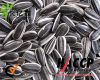 Sell sunflower seeds factory supply