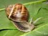 Snails (Helix Aspesa Maxima)