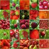We sale Organic fruits and vegetables