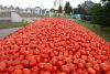 Fresh and tasty tomatoes for industry