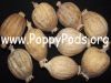 Dried Poppy Pods