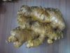 Sell Big Size Fresh ginger