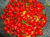 Sell Offering Cherry Pepper