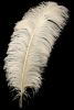 Ostrich Feathers, Peacock Feathers, Pheasant Feathers, Turkey Feathers