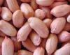 Non-GMO Peanuts