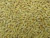 Barley Grains