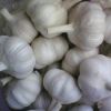 Sell china cheap fresh garlic