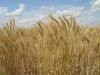 Selling wheat and wheat barn worldwide