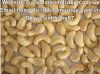 Sell Vietnam Cashew nut