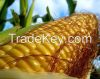 Yellow Corn