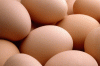 fresh table chicken eggs