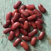 kidney beans for sale