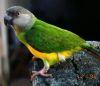 africa parrot for sale