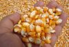 yellow maize corn