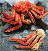 Sell King Crab