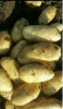 fresh spunta potato for export