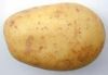 Sell potato