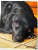 Sell Pet Portrait Painting From Photo